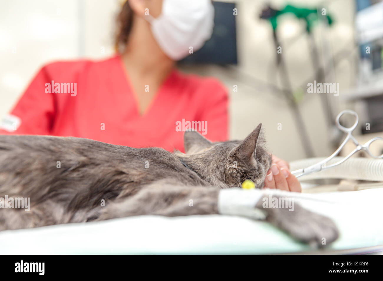 Fire-Damaged Rogart Vets Operating Temporarily From Tain Fire-Damaged Rogart Vets Operating Temporarily From Tain