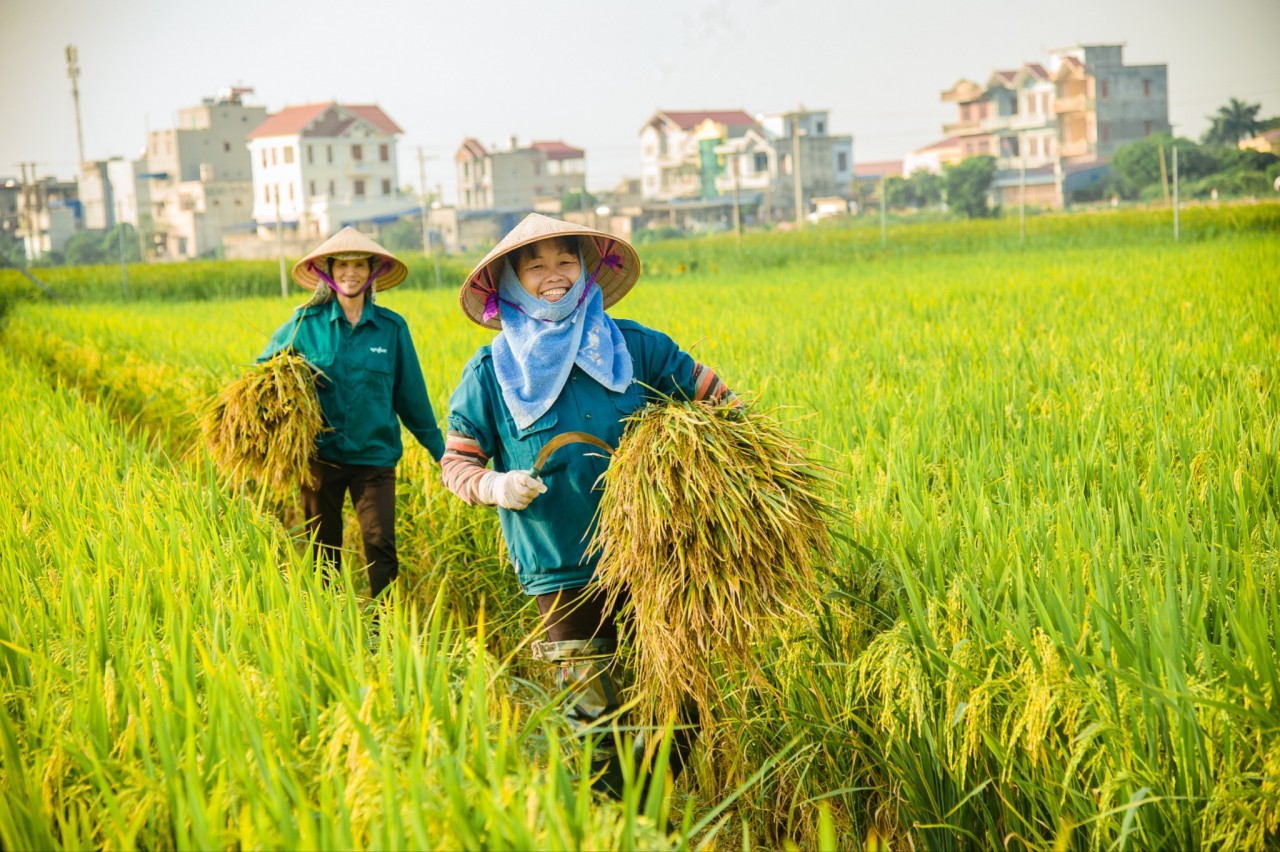 Giá Tiêu Leo Thang: Tin Vui Cho Nông Dân Việt Nam Giá Tiêu Leo Thang: Tin Vui Cho Nông Dân Việt Nam