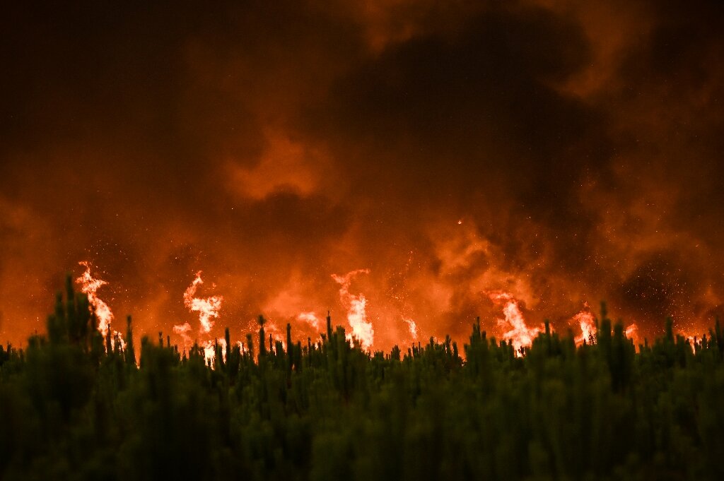 Global Forest Loss: A New Record Driven By Devastating Wildfires Global Forest Loss: A New Record Driven By Devastating Wildfires
