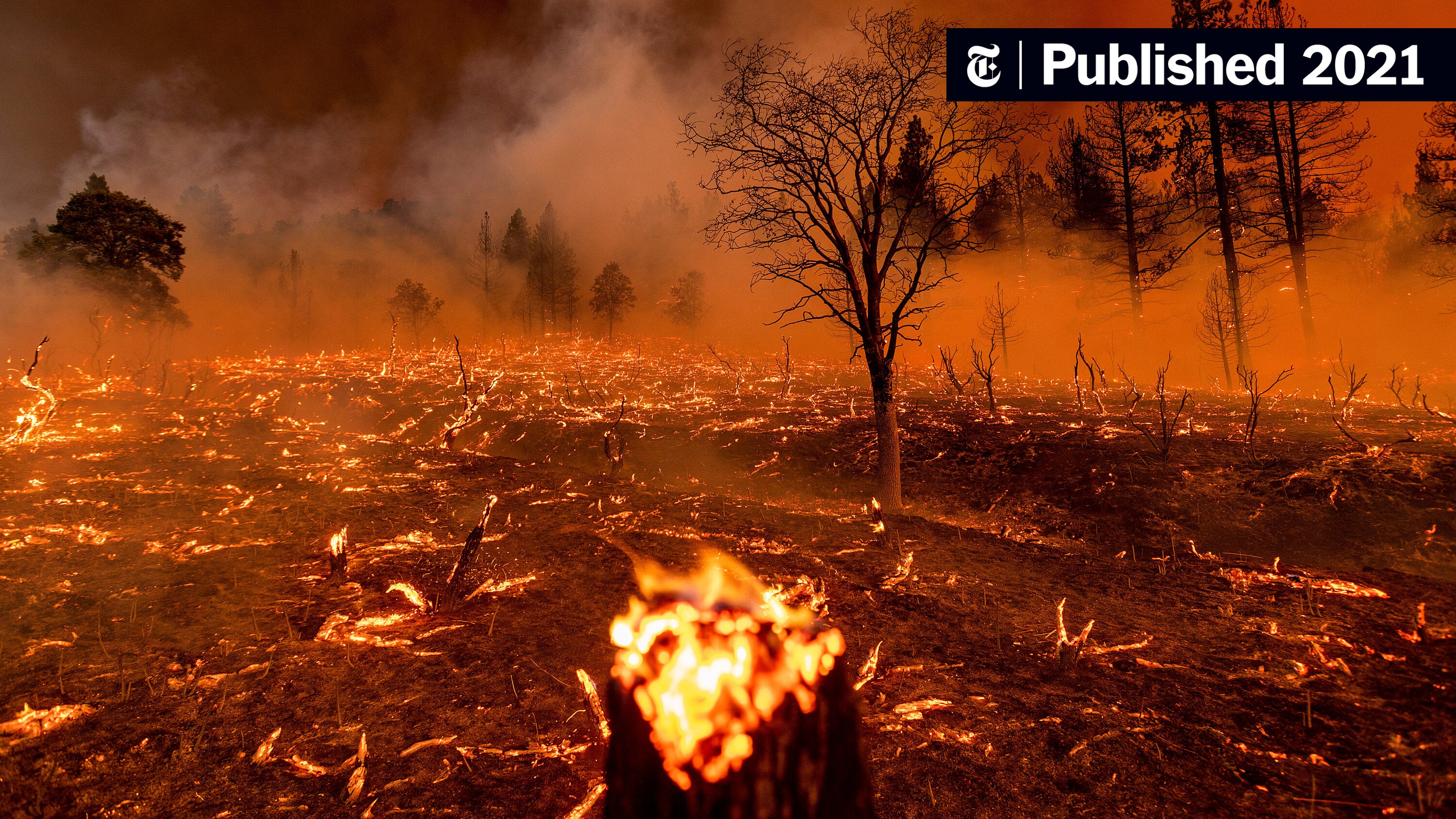 Global Forest Loss Hits Record High: Understanding The Wildfire Impact Global Forest Loss Hits Record High: Understanding The Wildfire Impact
