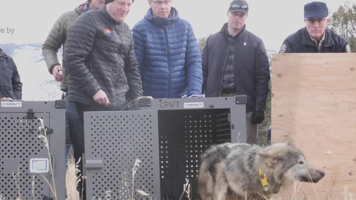 Gray Wolf Relocated From Colorado Perishes In Wyoming Gray Wolf Relocated From Colorado Perishes In Wyoming