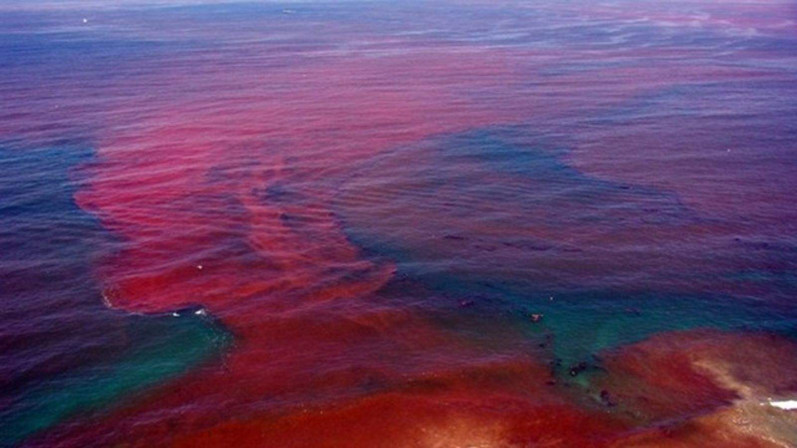 Harmful Algal Blooms: A Growing Threat To California's Marine Wildlife Harmful Algal Blooms: A Growing Threat To California's Marine Wildlife
