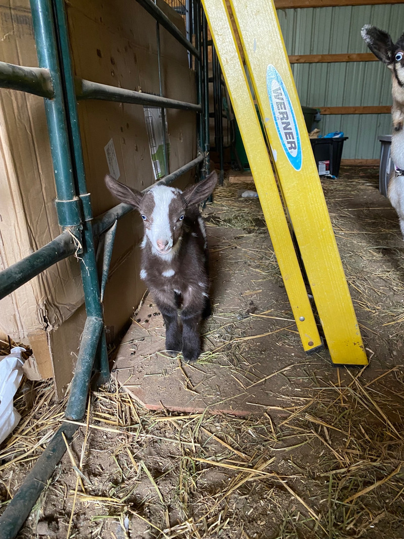 Helicopter And Hoof: Swiss Village's Urgent Livestock Rescue Helicopter And Hoof: Swiss Village's Urgent Livestock Rescue