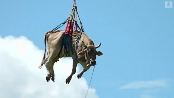 Helicopter Cow Rescue: 96 Animals Saved In Swiss Village Operation Helicopter Cow Rescue: 96 Animals Saved In Swiss Village Operation
