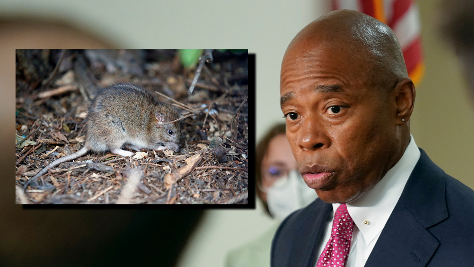 Houston's Rat Problem: A New Dimension Of Drug Addiction Houston's Rat Problem: A New Dimension Of Drug Addiction
