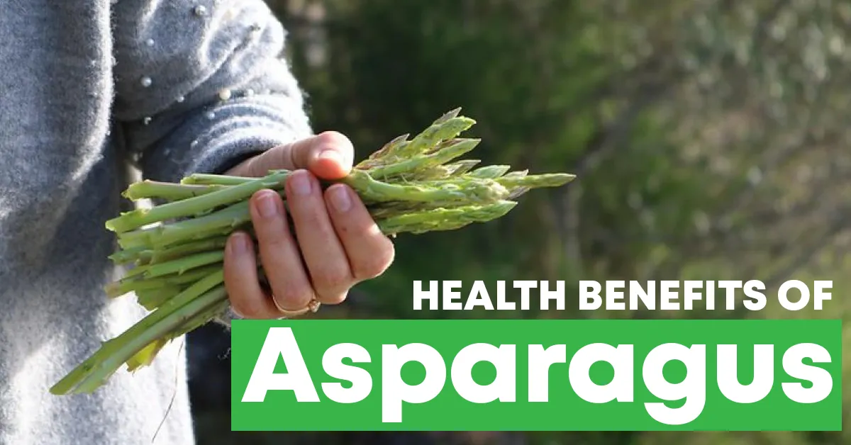 How Healthy Is Asparagus? Nutritional Benefits And Health Effects How Healthy Is Asparagus? Nutritional Benefits And Health Effects