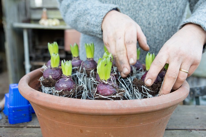 Hyacinth Bulb Planting Guide: Timing For Optimal Flowering Hyacinth Bulb Planting Guide: Timing For Optimal Flowering
