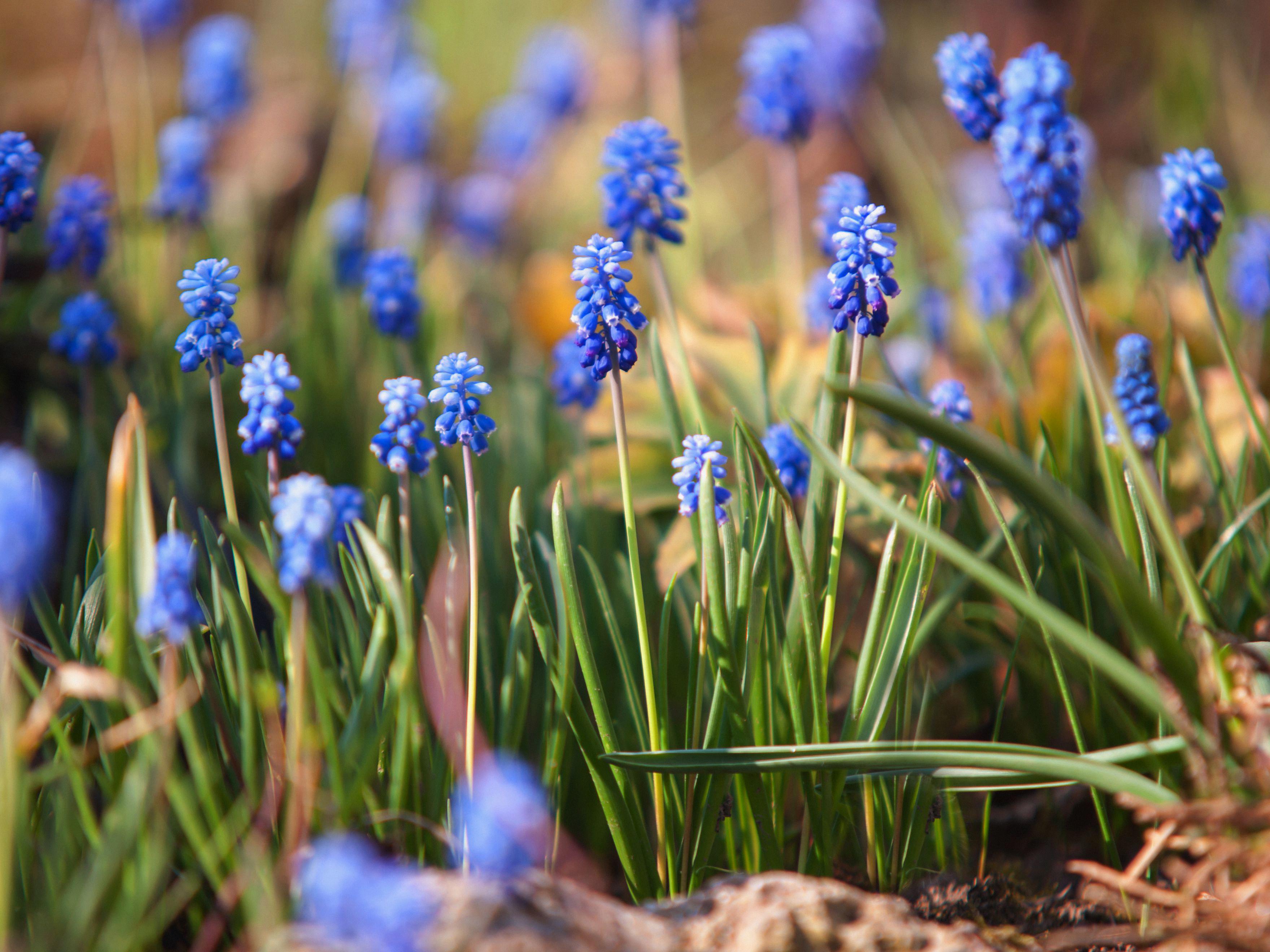 Hyacinth Planting Calendar: Ensuring Beautiful Spring Blooms Hyacinth Planting Calendar: Ensuring Beautiful Spring Blooms