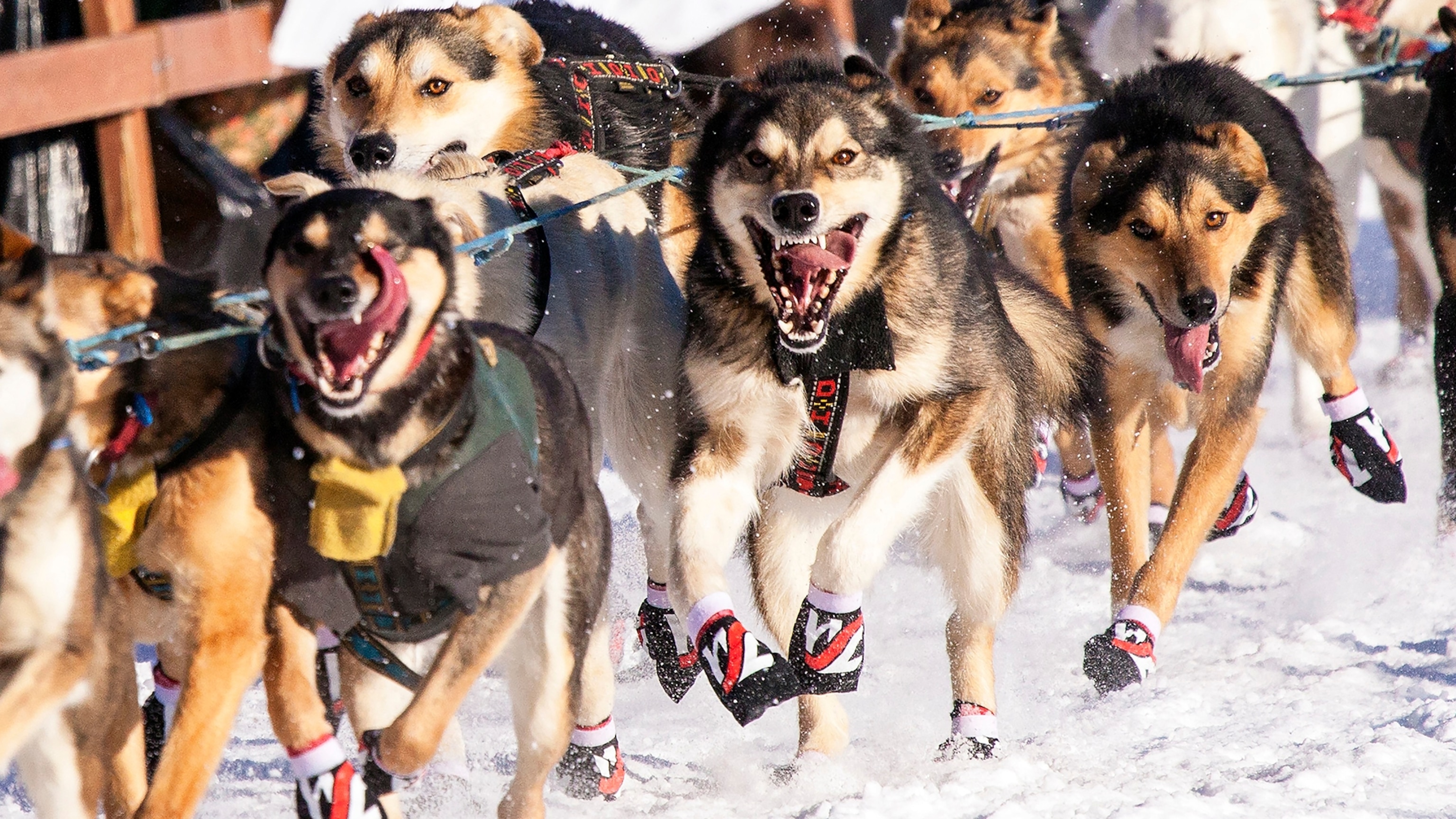 Iditarod Rookies: 7 Sled Dog Teams Aiming For Nome Iditarod Rookies: 7 Sled Dog Teams Aiming For Nome