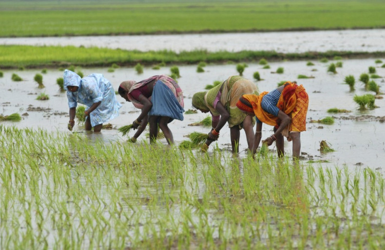Improved Monsoon Prediction To Drive Growth In India's Farm Sector Improved Monsoon Prediction To Drive Growth In India's Farm Sector