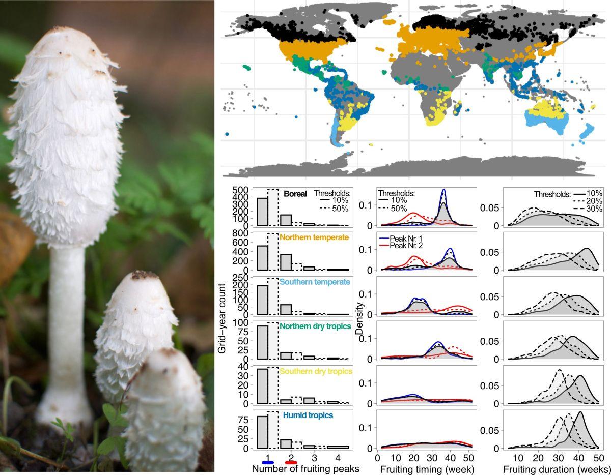 Increased Risk Of Invasive Fungal Infections Due To Climate Change Increased Risk Of Invasive Fungal Infections Due To Climate Change