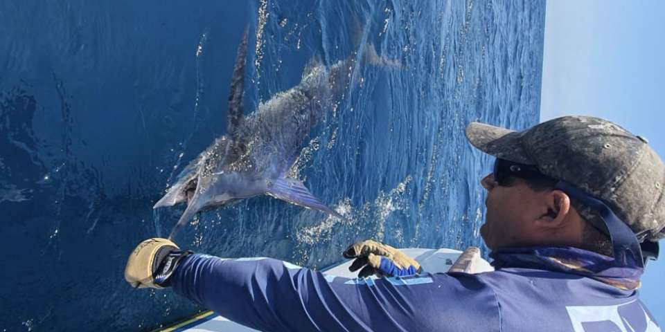 Increased Torpedo Bat Use In Marlin Fishing Increased Torpedo Bat Use In Marlin Fishing