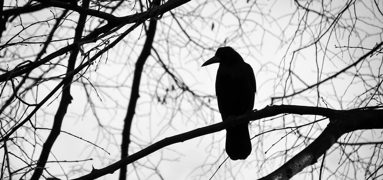 Intelligence Des Corneilles: Une Prouesse Géométrique Remarquable Intelligence Des Corneilles: Une Prouesse Géométrique Remarquable