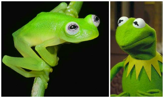 Internet Reacts: Kermit The Frog As UMD's 2025 Commencement Speaker Internet Reacts: Kermit The Frog As UMD's 2025 Commencement Speaker