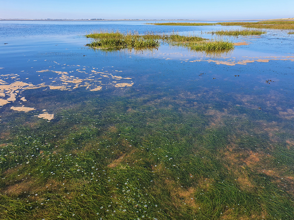 Investing In Scotland's Future: Seagrass Restoration Through Targeted Bids Investing In Scotland's Future: Seagrass Restoration Through Targeted Bids