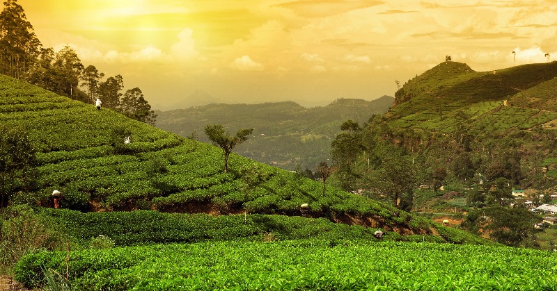 Is Darjeeling Tea Production In Crisis? Examining Current Concerns Is Darjeeling Tea Production In Crisis? Examining Current Concerns