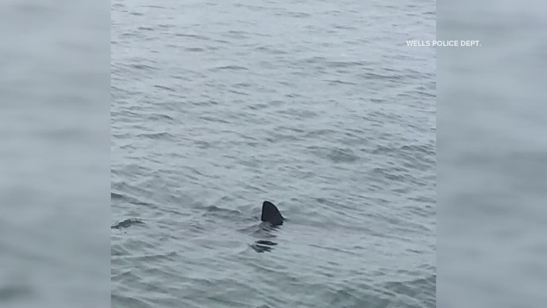 Israeli Beach: Years Of Shark Sightings Culminate In Tragedy Israeli Beach: Years Of Shark Sightings Culminate In Tragedy