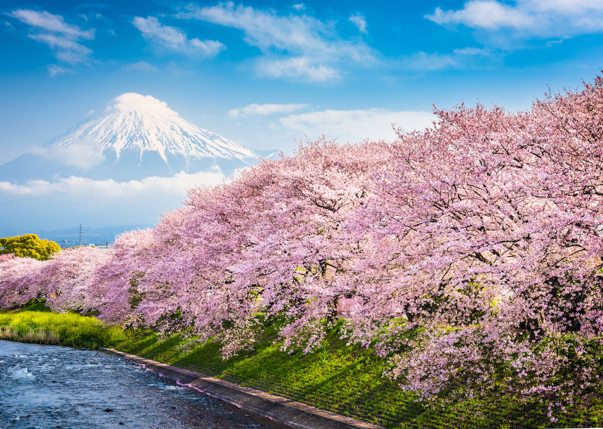 Japan's Cherry Blossom Season: Your Springwatch Itinerary Japan's Cherry Blossom Season: Your Springwatch Itinerary
