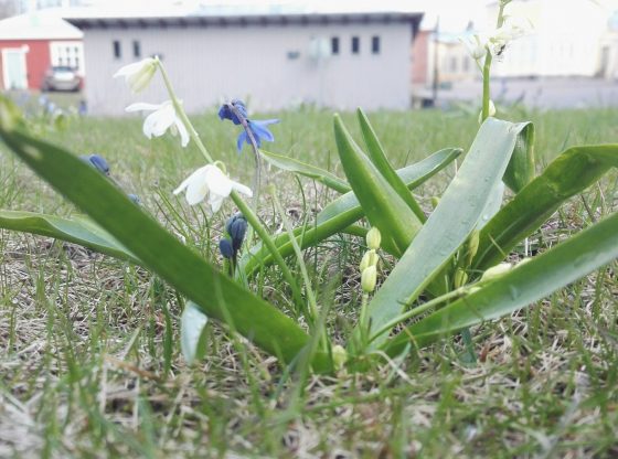Källmanin Vaikuttava Kehitys: Mitä Se Tarkoittaa Huuhkajille? Källmanin Vaikuttava Kehitys: Mitä Se Tarkoittaa Huuhkajille?
