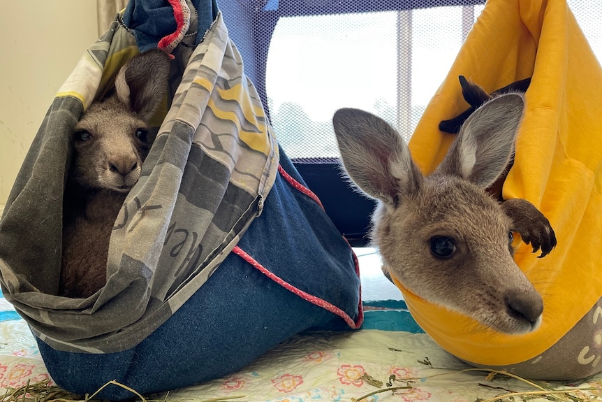 Kangaroo Overpopulation And The South Australian Drought Crisis Kangaroo Overpopulation And The South Australian Drought Crisis