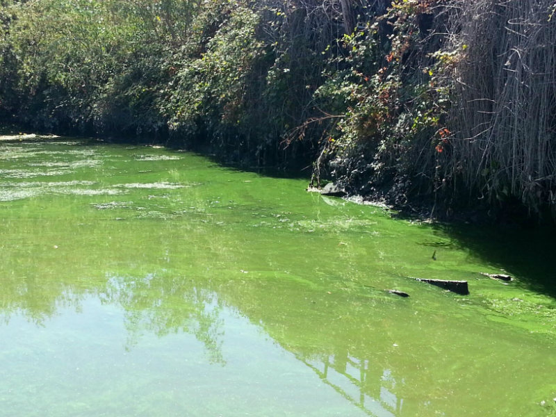 Kodiak Waters: Two Consecutive Harmful Algal Blooms Warn Shellfish Harvesters