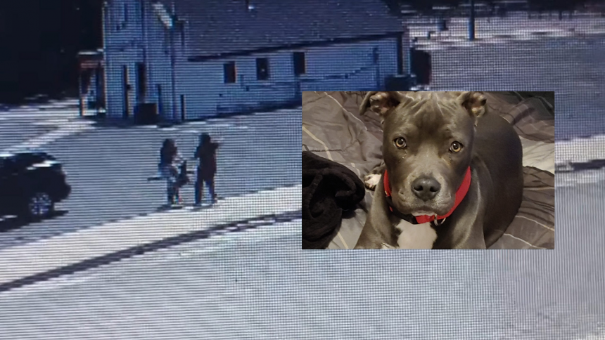 Kyle And Teddi's Explosive Dog Walker Dispute Kyle And Teddi's Explosive Dog Walker Dispute