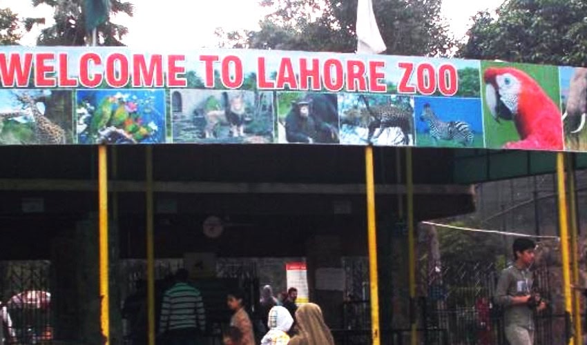 Lahore Zoo Ticket Price Hike: Clarification From Marriyum Aurangzeb Lahore Zoo Ticket Price Hike: Clarification From Marriyum Aurangzeb
