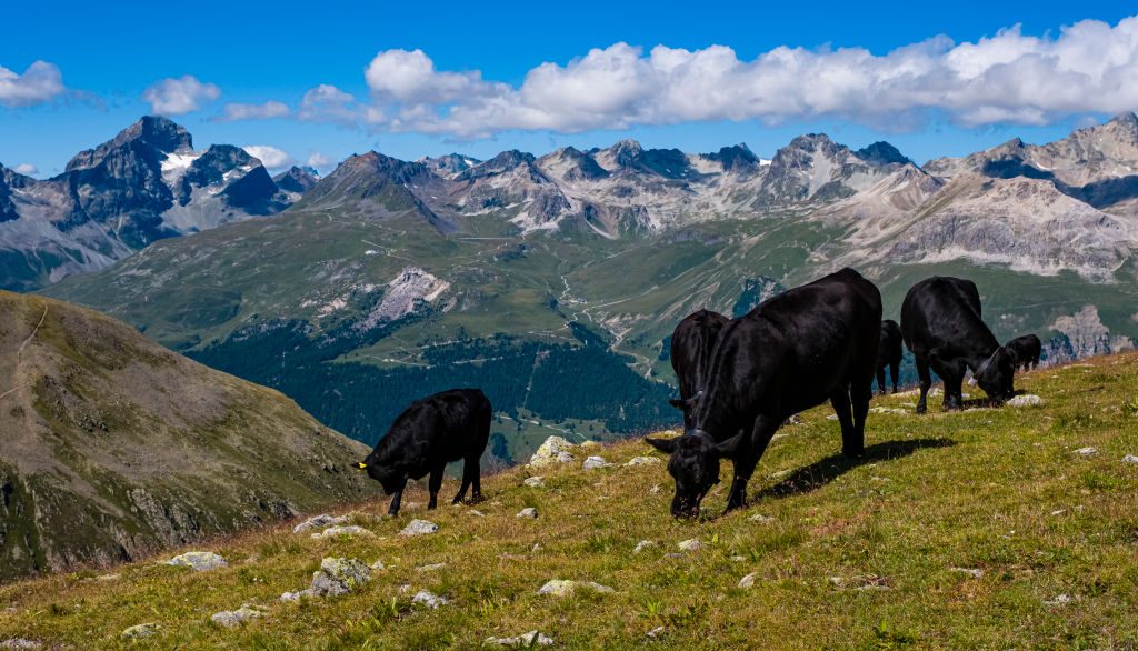 Landslide Threat In Swiss Alps: Livestock Evacuation By Helicopter And On Foot Landslide Threat In Swiss Alps: Livestock Evacuation By Helicopter And On Foot