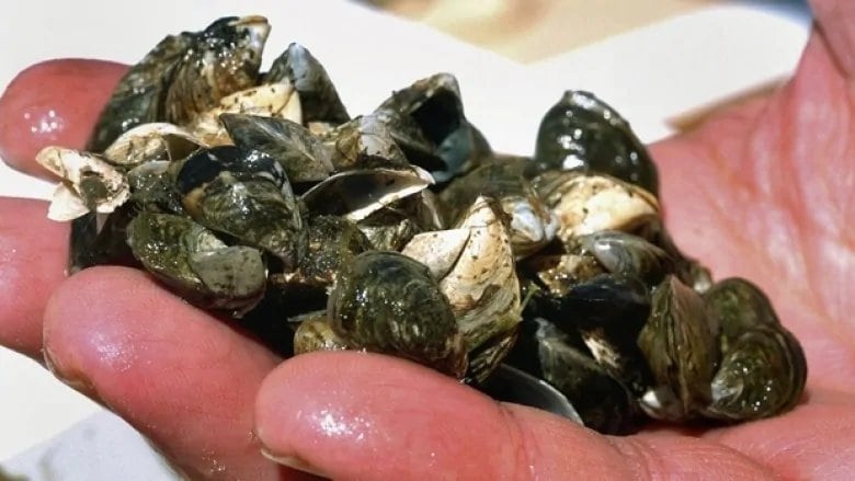 Large Zebra Mussel Population Found On Private Boat Lift In Casper Large Zebra Mussel Population Found On Private Boat Lift In Casper