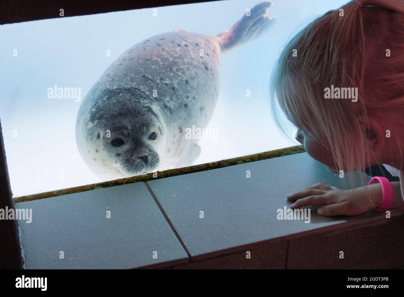 Last Seals Released As Pieterburen Seal Rescue Center Closes Its Doors Last Seals Released As Pieterburen Seal Rescue Center Closes Its Doors