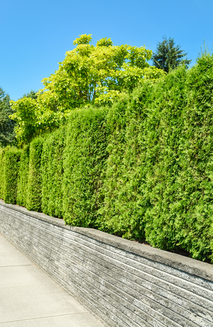 Living Fence Construction: Choosing Plants And Techniques Living Fence Construction: Choosing Plants And Techniques