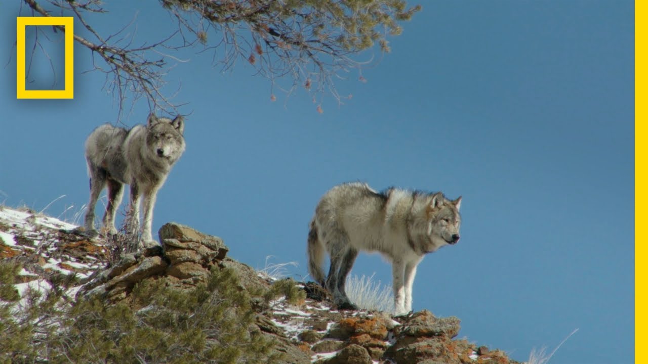 Lost Wolves Of Yellowstone Documentary: Official Trailer