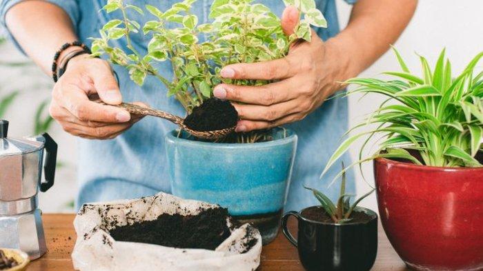 Manfaatkan Cangkang Telur: Nutrisi Alami Untuk Pertumbuhan Tanaman Dan Kesehatan Hewan Manfaatkan Cangkang Telur: Nutrisi Alami Untuk Pertumbuhan Tanaman Dan Kesehatan Hewan
