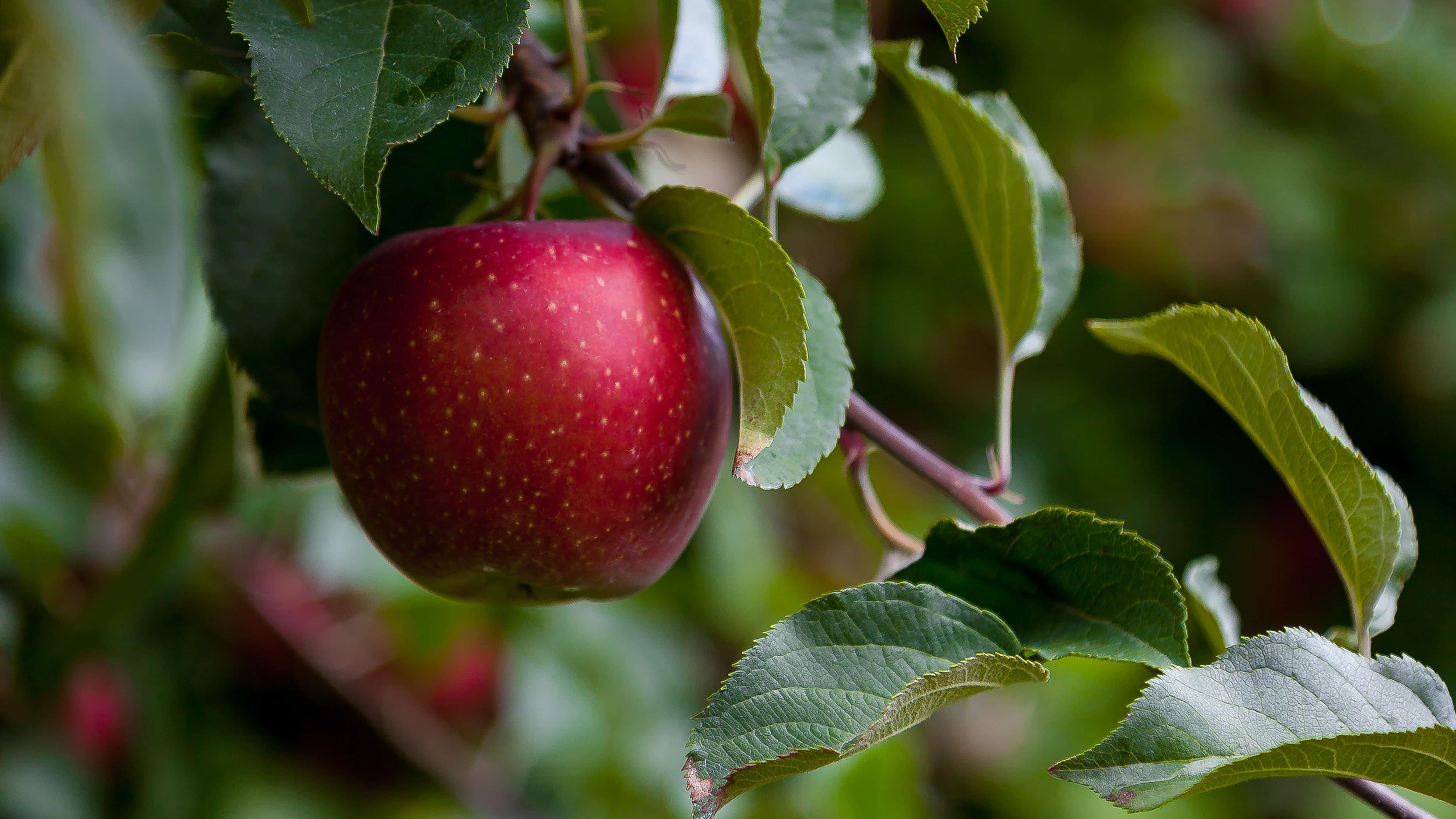 New Zealand's Apple Export Dominance Challenged By South Africa New Zealand's Apple Export Dominance Challenged By South Africa