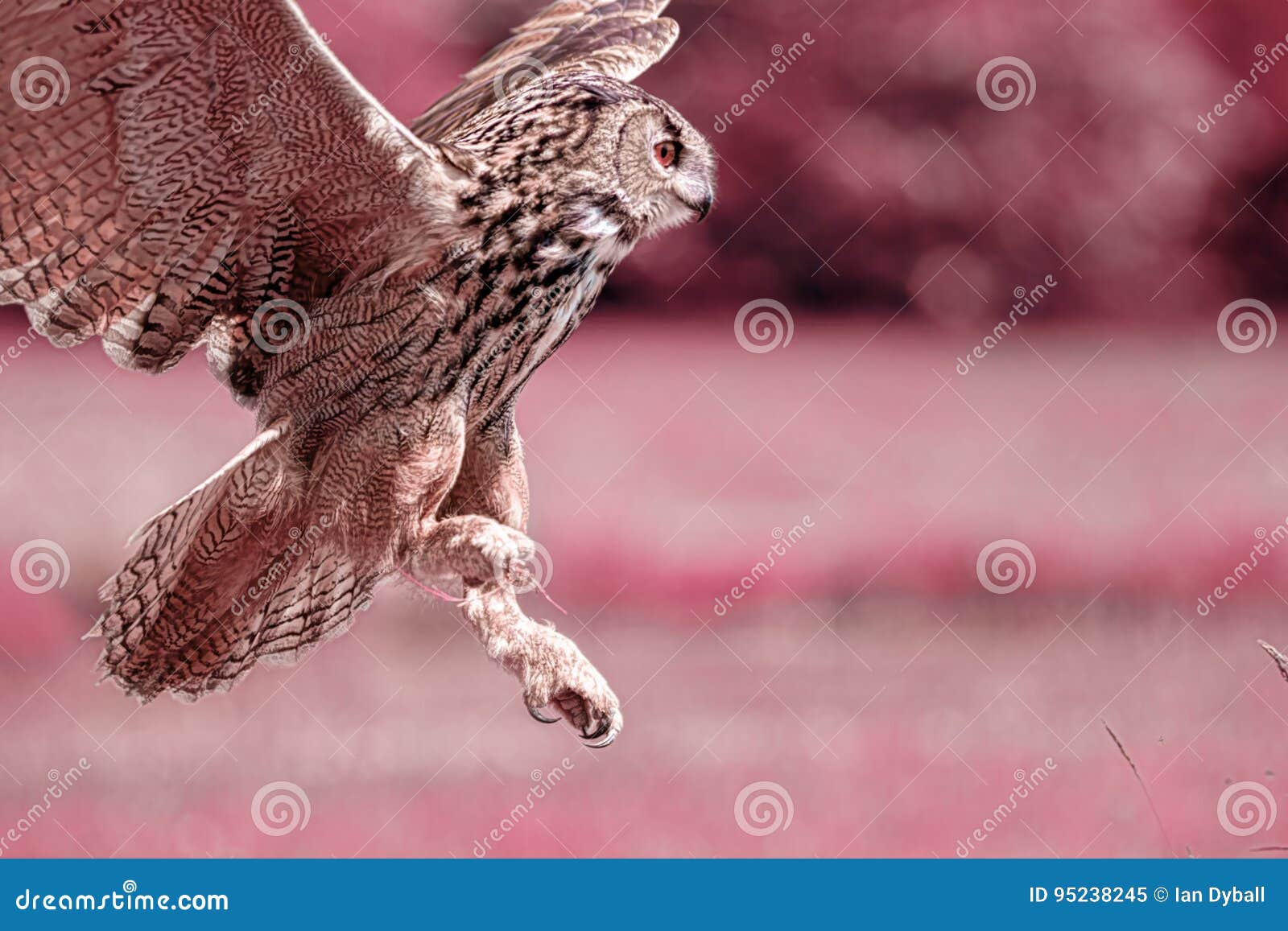 Night Hunter: Tracking The Nocturnal Predator Night Hunter: Tracking The Nocturnal Predator
