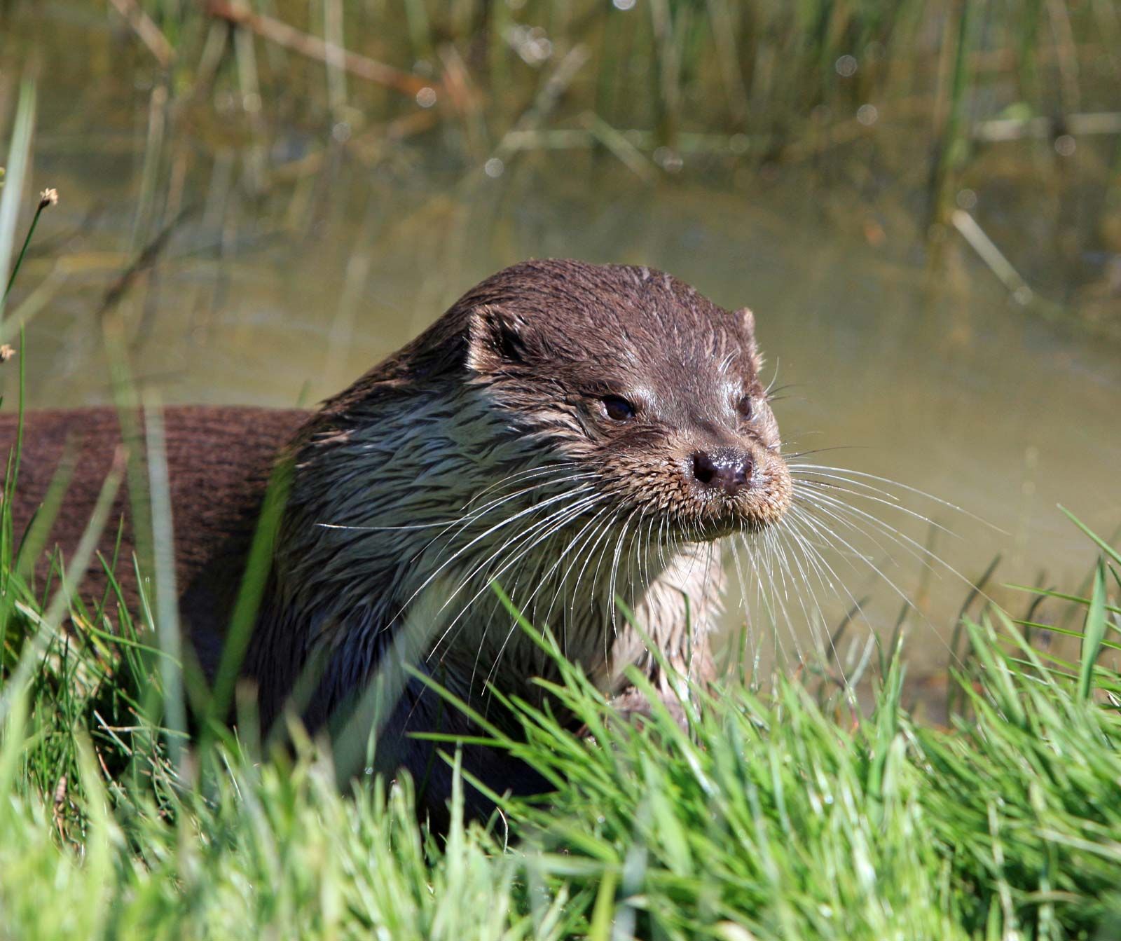 Otter Conservation In Wyoming: Reaching A Turning Point Otter Conservation In Wyoming: Reaching A Turning Point