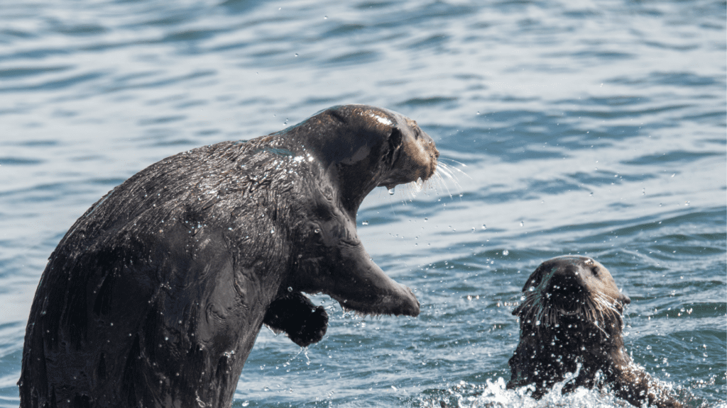 Otter Population Management In Wyoming: Reaching A Turning Point Otter Population Management In Wyoming: Reaching A Turning Point