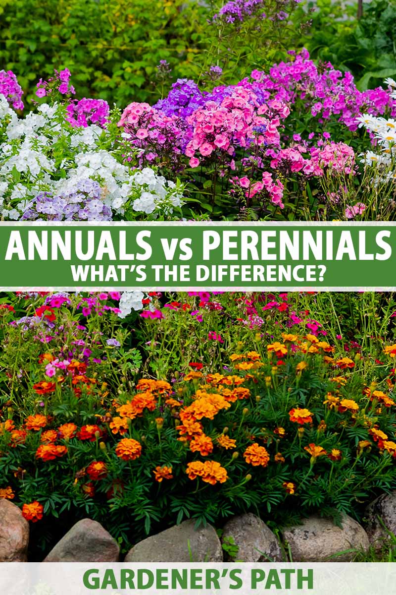 Perennials Vs. Annuals: Making The Best Choice For Your Flowerbeds Perennials Vs. Annuals: Making The Best Choice For Your Flowerbeds