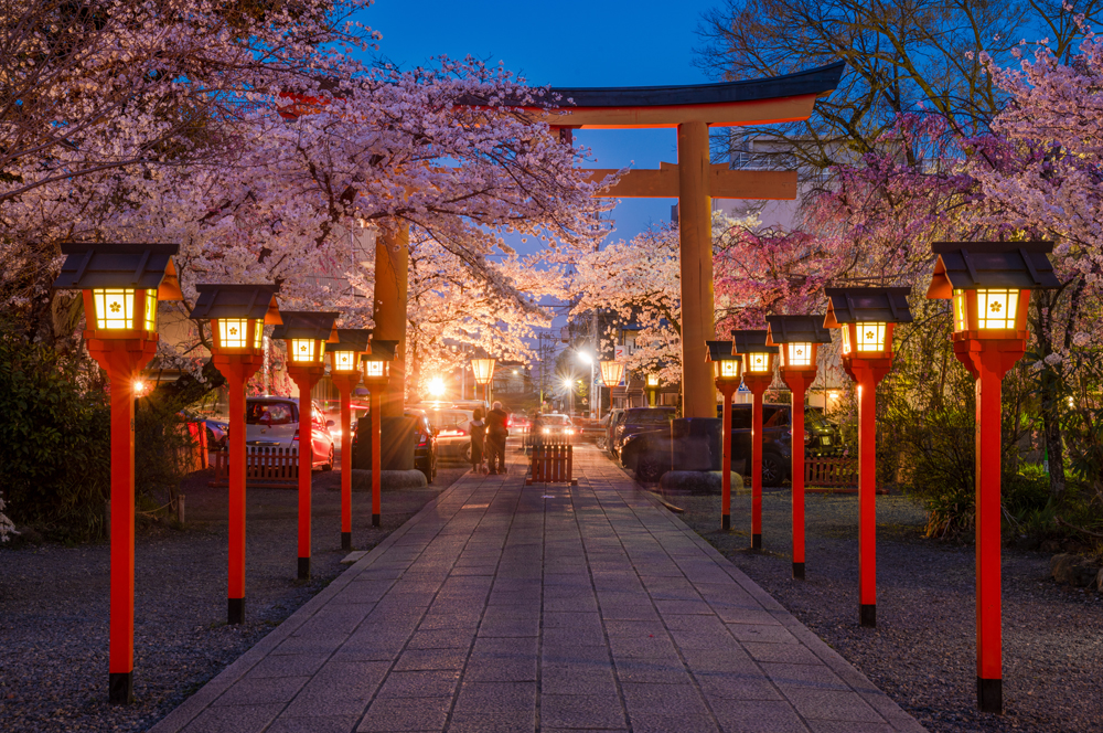 Plan Your Springwatch:  A Comprehensive Guide To Japan's Cherry Blossom Season
