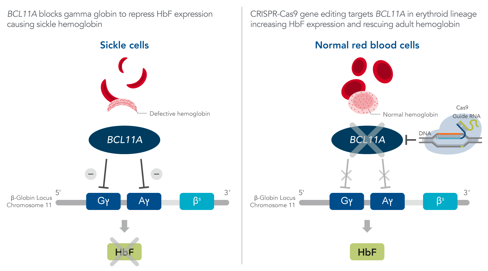Powerful CRISPR: Precise Whole-Gene Insertion Into Human DNA Powerful CRISPR: Precise Whole-Gene Insertion Into Human DNA