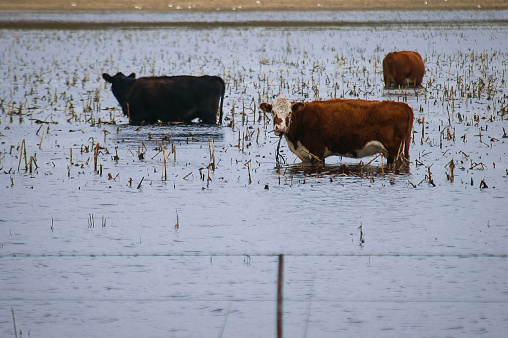 Protecting Livestock From Flood Damage: Practical Strategies Protecting Livestock From Flood Damage: Practical Strategies