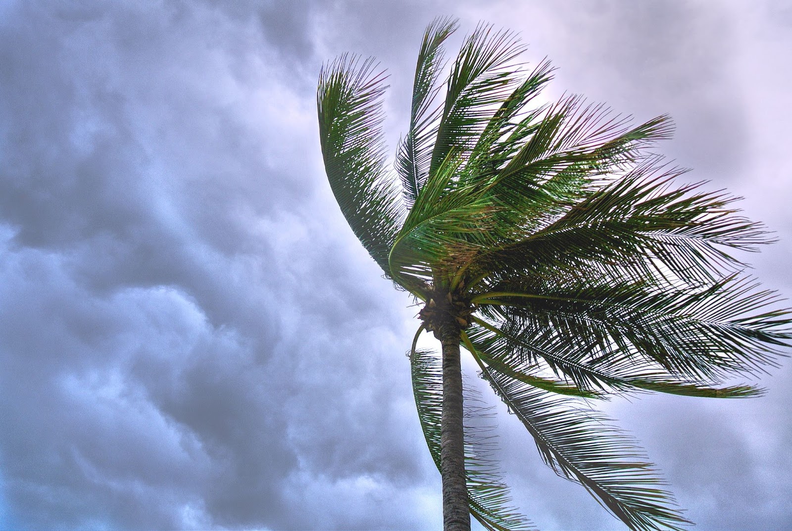 Protecting Yourself From Damaging Winds During Fast-Moving Storms Protecting Yourself From Damaging Winds During Fast-Moving Storms