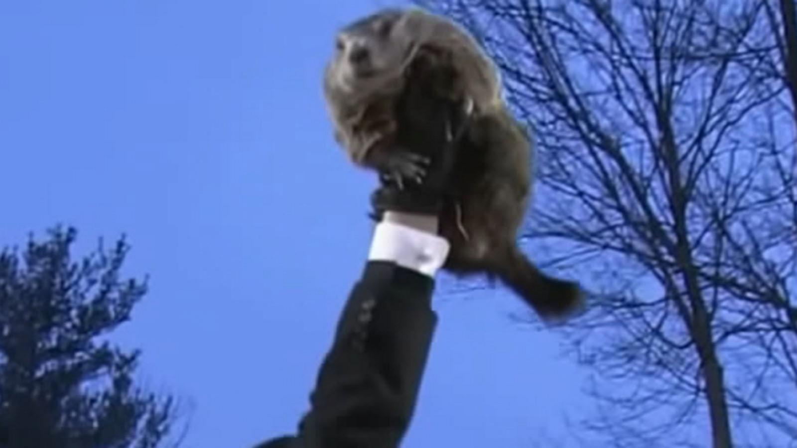 Punxsutawney Phil's Child Turns One: A Family Celebration Punxsutawney Phil's Child Turns One: A Family Celebration