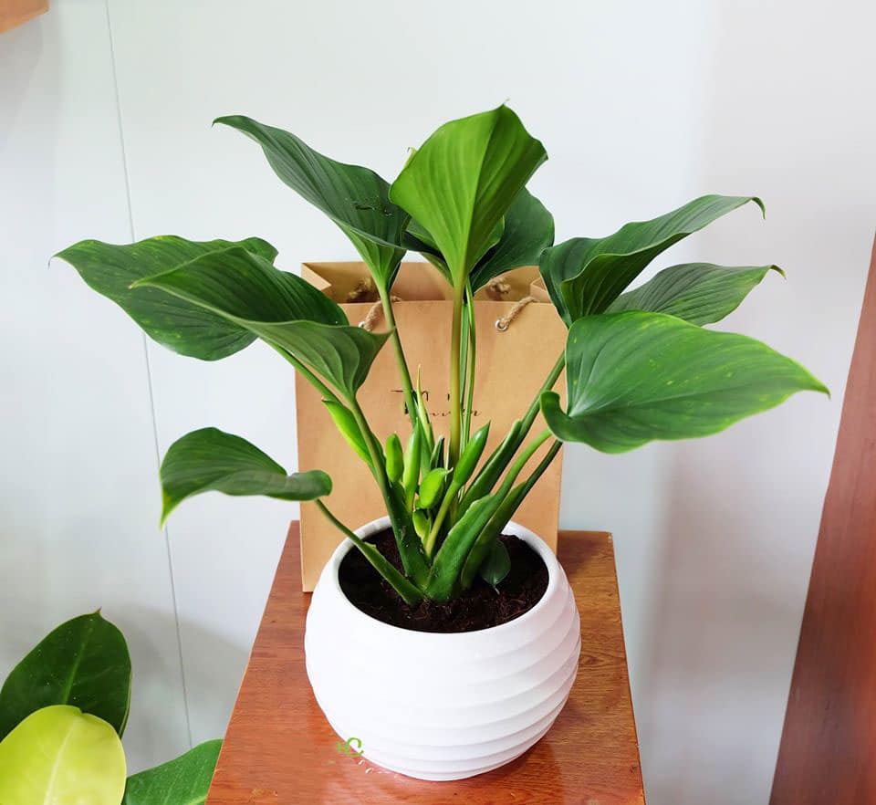 Quả Xưa Quen Mà Lạ: Đặc Sản 60.000đ/kg Được Nhiều Người Ưa Chuộng Quả Xưa Quen Mà Lạ: Đặc Sản 60.000đ/kg Được Nhiều Người Ưa Chuộng