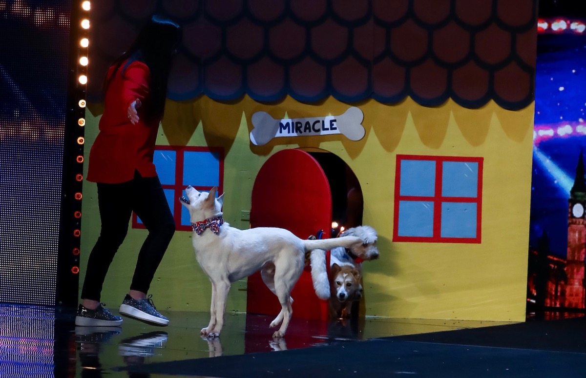 Questions Surrounding Teddy Magic On Britain's Got Talent Answered Questions Surrounding Teddy Magic On Britain's Got Talent Answered