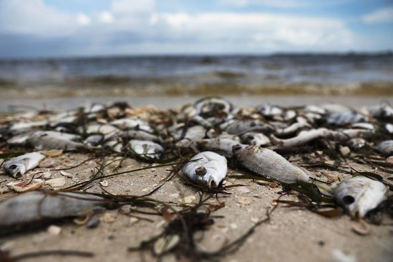Red Tide Warning Issued For Cape Cod: Safety Precautions