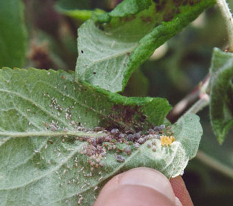 Reduced Apple Harvest: Rosy Apple Aphid Infestation Impacts Production Reduced Apple Harvest: Rosy Apple Aphid Infestation Impacts Production