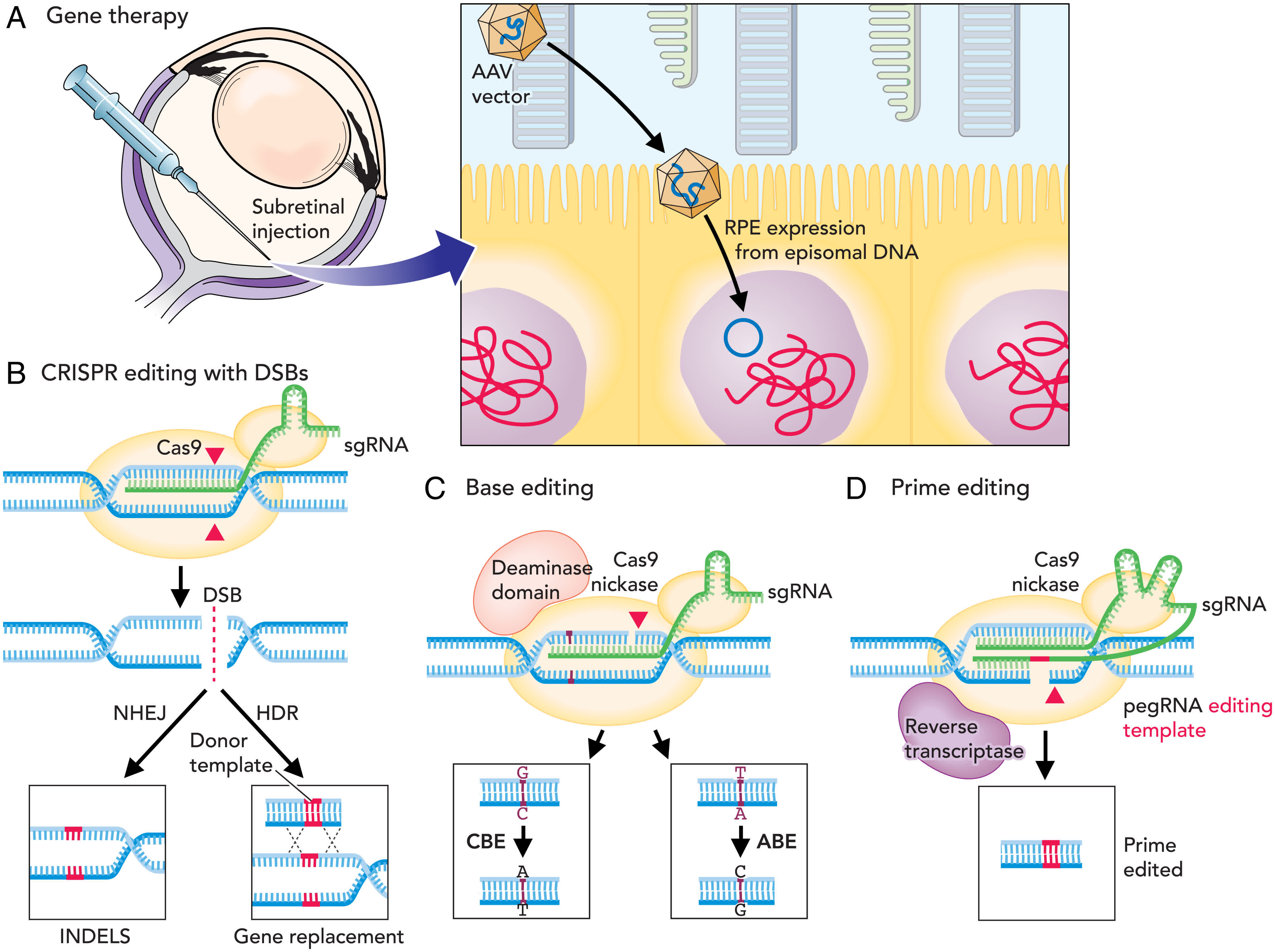 Revolutionizing Gene Therapy: A New CRISPR Modification For Precise Gene Repair Revolutionizing Gene Therapy: A New CRISPR Modification For Precise Gene Repair