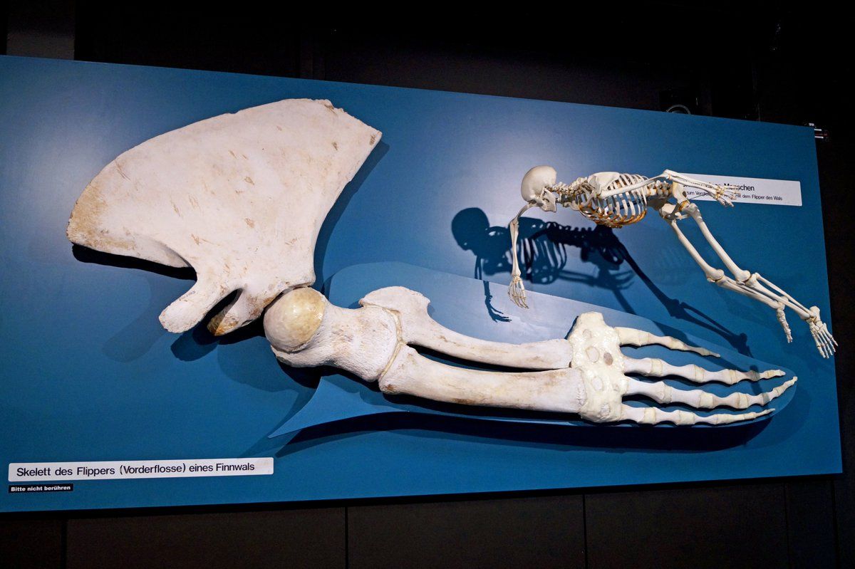 Rising Temperatures And Soft Mud: Challenges In Recovering Anchorage Fin Whale Remains Rising Temperatures And Soft Mud: Challenges In Recovering Anchorage Fin Whale Remains