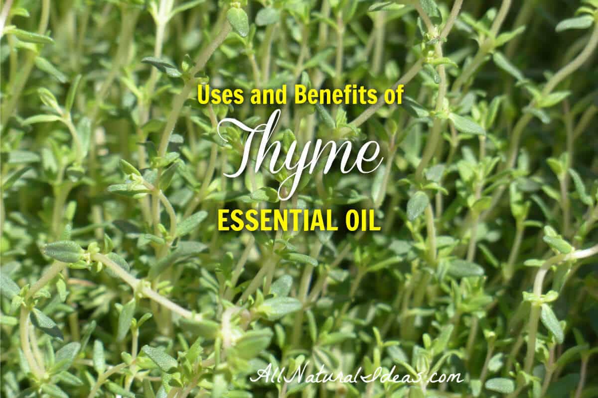 Rosemary & Thyme Essential Oils: Benefits And Applications